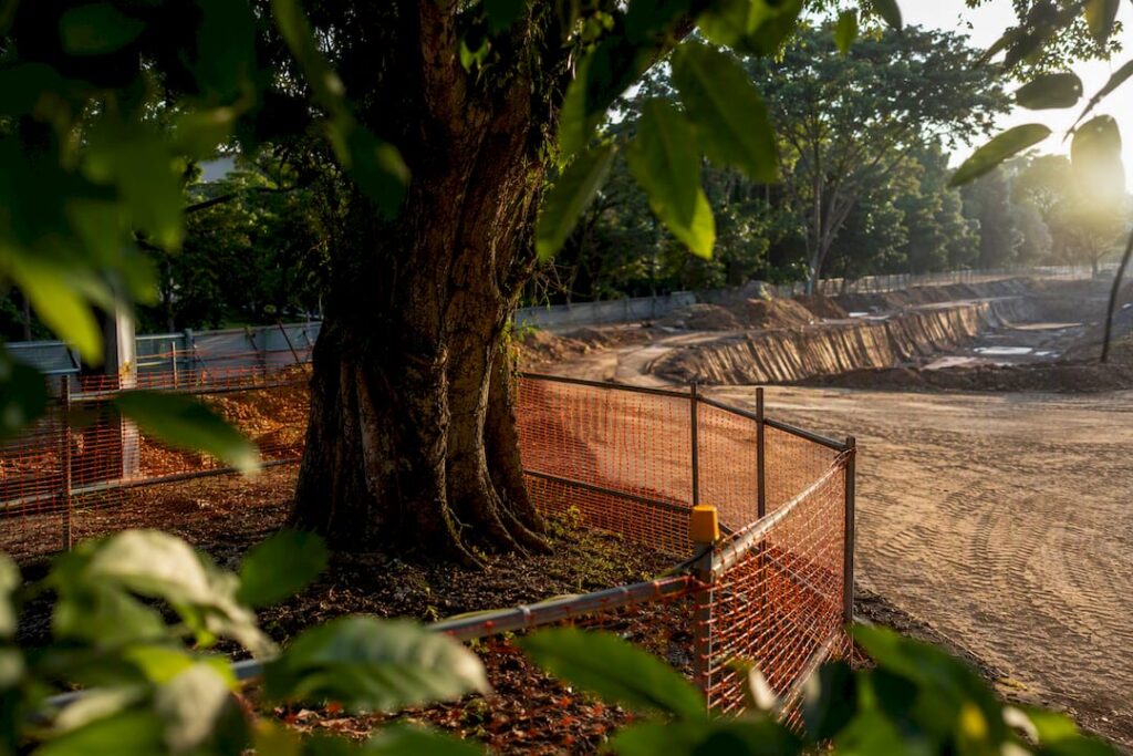 Fenced tree protection zone beside excavation